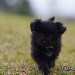 chien visiteur croisée Yorkshire-chihuahua noir, , qui marche de face .