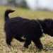 chien visiteur croisée Yorkshire-chihuahua noir, avec un collier bleu, de profil, qui marche.