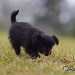 chien visiteur croisée Yorkshire-chihuahua noir, qui marche tête baissée.