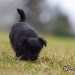 chien visiteur croisée Yorkshire-chihuahua noir, de face, qui marche tête baissée.