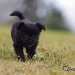 chien visiteur croisée Yorkshire-chihuahua noir, qui marchede de face.