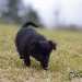 chien visiteur croisée Yorkshire-chihuahua noir, qui cherche de face.