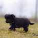 chien visiteur croisée Yorkshire-chihuahua noir, qui marche de profil vers la gauche.