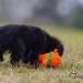 chien visiteur croisée Yorkshire-chihuahua noir, avec un collier bleu, et un jouet orange.