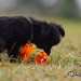 chien visiteur croisée Yorkshire-chihuahua noir, avec un collier bleu, et un jouet en plastic orange.