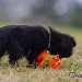 chien visiteur croisée Yorkshire-chihuahua noir, avec un collier bleu, et un jouet chien en plastic orange.