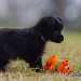chien visiteur croisée Yorkshire-chihuahua noir et un jouet chien en plastic orange.