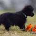 chien visiteur croisée Yorkshire-chihuahua noir avec un collier bleu et un jouet chien en plastic souple orange.