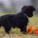 chien visiteur croisée Yorkshire-chihuahua noir avec un collier bleu et un jouet chien en plastic souple orange, détourne la tête