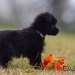 chien visiteur croisée Yorkshire-chihuahua noir avec un collier bleu et un jouet chien en plastic souple orange, de profil.