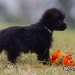 chien visiteur croisée Yorkshire-chihuahua noir avec un collier bleu et un jouet chien en plastic souple orange, de profil, regarde à droite.
