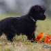 chien visiteur croisée Yorkshire-chihuahua noir avec un collier bleu et un jouet chien en plastic souple orange, de profil, regarde sur la droite.