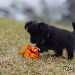 chien visiteur croisée Yorkshire-chihuahua noir avec un collier bleu pose la patte sur un jouet chien en plastic souple orange.