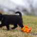 chien visiteur croisée Yorkshire-chihuahua noir avec un collier bleu s'éloigne d'un jouet chien en plastic souple orange.