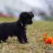 chien visiteur croisée Yorkshire-chihuahua noir avec un collier bleu guette un jouet chien en plastic souple orange.