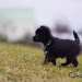 chien visiteur croisée Yorkshire-chihuahua noir court vers la gauche.