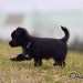 chien visiteur croisée Yorkshire-chihuahua noir court sur la gauche vers un jouet.