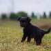 chien visiteur croisée Yorkshire-chihuahua noir qui se retourne.