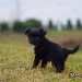 chien visiteur croisée Yorkshire-chihuahua noir qui se retourne vers le photographe.