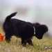 chien visiteur croisée Yorkshire-chihuahua noir avec un collier bleu qui cherche son jouet orange.