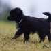 chien visiteur croisée Yorkshire-chihuahua noir avec un collier bleu qui marche tranquillement.