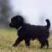 chien visiteur croisée Yorkshire-chihuahua noir avec un collier bleu qui marche la queue droite.