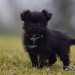 chien visiteur croisée Yorkshire-chihuahua noir avec un collier bleu qui pose pour le photographe.