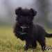chien visiteur croisée Yorkshire-chihuahua noir avec un collier bleu à l'arrêt avec la patte relevée.