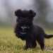 chien visiteur croisée Yorkshire-chihuahua noir avec un collier bleu à l'arrêt avec la patte avant droite relevée dans l'herbe.
