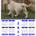 calendrier chien visiteur 2020