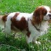 chien visiteur cavalier king charles