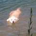 chien visiteur, golden retriever qui nage dans l'eau de la Saône