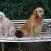 quatre chiennes sur un banc