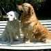 2 chiens visiteurs, golden retriever, sur un banc
