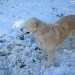 chien dans la neige