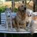3 chiens visiteurs sur un banc