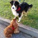 un cavalier king charles regarde un berger australien