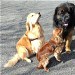 trois chiens visiteurs un golden retriever, un cavalier king charles et un Leonberg