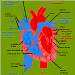 schéma d'un cœur de chien, le cœur est divisé en deux parties