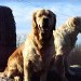 Deux chiens de race golden retriever, adultes, assis côte à côte devant un tas de foin, Leurs expressions sont amicales et leur gueule est légèrement ouverte.