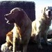 Deux chiens de race golden retriever, l'un à la fourrure couleur miel et l'autre plus clair, sont assis devant une botte de foin.  Ils sont de taille moyenne