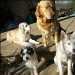 4 chiens, 2 golden retriever, 1 husky et 1 croisé, sur une terrasse