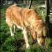 chien golden retriever qui cherche dans l'herbe