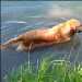 chien visiteur, golden retriever, dans l'eau en bord de Saône