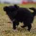 chien visiteur croisée Yorkshire-chihuahua, noir dans l'herbe