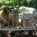 Quatre chiens sont assis alignés sur un banc dans un jardin . Deux Golden retriever un petit chien noir et blanc et un husky. Le sol est couvert de pelouse 