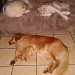 3 chiens visiteurs qui dorment la nuit sur un canapé
