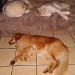 Trois chiens dorment paisiblement la nuit, deux husky sur un canapé de couleur brun beige, un golden retriever est sur le sol. L'ambiance est douce et paisible.