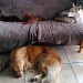 Un chien golden retriever allongé au sol devant un canapé ou dorment un chien husky, un cavalier king Charles et un chat. L'atmosphère est calme et détendue
