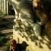 Un husky et un golden retriever assis sur un muret au dessus d’un petit cavalier king Charles, assis au pied de la structure en béton. L'atmosphère est sereine.